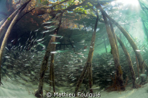Mangrove_Los Roques National Park by Mathieu Foulquié 